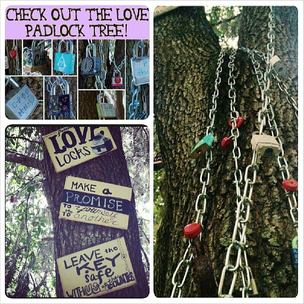 The Love Padlock Tree could use some more love! #makelovelocks #lovelockstampa