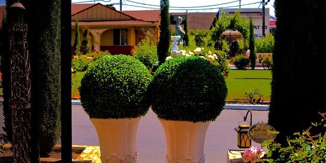 napa-travel-vacation-foodie-chardonnaylodge-chardonnay-chardonnaygrapes-photography-photographer-pho