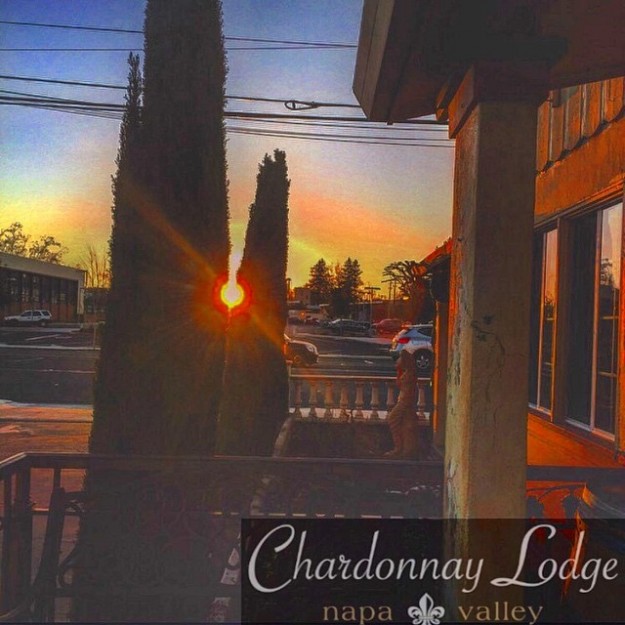 Beautiful-summer-like-day-in-Wine-Country.️-nature-winecountry-inspiration-northbay-napafoodie-nap