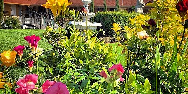 Signs-of-spring.-chardonnay-chardonnaylodge-napavalley-vineyards-vineyard-makelovelocks-lockyourlove